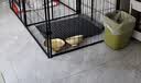 华元宠具（hoopet）狗厕所大型犬金毛一体式中小型犬泰迪不湿脚防踩屎宠物狗狗便屎盆 雾霾灰中号（25斤内狗狗） 实拍图