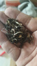 艺福堂【2025新花】茉莉花茶横县特级茉莉龙珠香珠高碎茶沫芯浓香型250g 实拍图