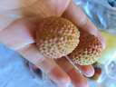 京鲜生 国产蓝莓 12盒14mm+装 125g/盒 生鲜水果 源头直发 包邮 实拍图