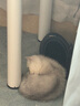 INSTINCT进口猫粮百利无谷鸡全猫幼猫干粮11磅/5kg 实拍图