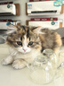 冠能猫粮成猫猫粮鸡肉味7kg 全价猫粮 稳固免疫 适口性强 实拍图