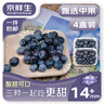 京鲜生 国产蓝莓 4盒 14mm+装125g/盒 生鲜水果 源头直发 包邮 实拍图