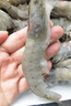 缤鲜 虾 青岛大虾基围虾鲜活青虾白虾海虾对虾冰虾冻虾生鲜 虾类批发 盐冻大虾 3.6斤(净重)  17-21cm【单只冻 特大虾王】 实拍图
