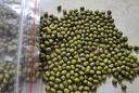农家绿豆 中小颗粒 新豆打豆浆发豆芽绿豆汤绿豆沙粽子 小粒绿豆250g 实拍图