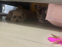 喵仙儿猫爬架一体猫窝多层跳台剑麻猫抓柱猫抓板小型不掉屑仙人掌猫玩具 实拍图