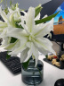 美乐棵家庭园艺骨粉植物花卉绿植肥料花肥进阶版226g 实拍图