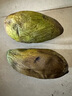 三亚芒果  海南芒果新鲜水果生鲜整箱当季大青皮芒 热带孕妇芒果 10斤装(净果8.5-9斤)单果250g+ 实拍图