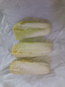 【超市品质】新鲜精品娃娃菜现砍现发小包装新鲜蔬菜生鲜产地直发 新鲜娃娃菜1*(3棵)*1包 实拍图