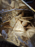 食验室七窨茉莉奶酪玉米片30g*3袋 非油炸高膳食纤维休闲零食 实拍图