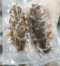 久年大连即食海参1000g18-26只官方旗舰店京东自营 海鲜辽刺参礼盒 实拍图