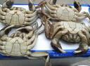 【活蟹】湖鲜阳澄 大闸蟹 去绳足重 2.0-2.3两 8只 鲜活六月黄现货超大螃蟹海鲜礼盒装 实拍图