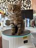 霍尼韦尔（Honeywell）【papi酱同款】宠物猫用空气净化器吸猫毛除甲醛过敏源杀菌消毒霍哈宝H-Cat Hub家电国家补贴 实拍图