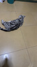 疯狂的主人猫草+6袋小麦种子盆栽无土水培薄荷化去毛球助排毛猫咪零食成幼猫 实拍图