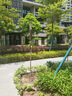 滨淇玉兰花树苗紫玉兰庭院风景树绿化苗紫玉兰地径3公分粗1棵源头直发 实拍图
