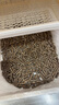派乐特 兔子木粒小宠物兔笼垫料吸水龙猫荷兰猪仓鼠砂吸尿木屑用品2.5kg 实拍图