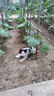 伟嘉幼猫猫粮夹心粮 全价粮1.2kg海洋鱼味 布偶蓝猫橘猫英短猫咪 实拍图