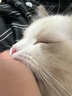 红狗 化毛膏10g 营养宠物狗狗猫咪微量元素维生素去毛吐毛膏化毛球片 实拍图