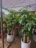 芙洛拉花园【2小时达】发财树绿萝金钱树散尾葵天堂鸟大型绿植室内开业乔迁 大绿萝 实拍图