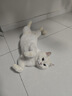 KONOKO猫砂盆除臭珠去猫咪屎臭味尿骚味猫厕所杀菌除臭剂猫砂伴侣450ml 实拍图