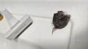 POPOCOLA猫梳子去浮毛神器猫梳毛刷宠物专用猫毛清理器猫咪狗狗毛发打薄梳 实拍图
