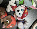 汪汪队立大功（PAW PATROL）汪汪队玩具毛绒全套狗狗玩偶公仔男女孩玩具旺旺队儿童生日礼物 经典款-毛毛公仔【需选尺寸】 中号-坐或站高约17~22.9CM 实拍图