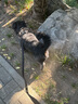 普安特宠物狗狗驱虫药体外驱虫滴幼犬驱寄生虫跳蚤非泼罗尼爱滴克 实拍图