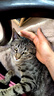 力狼猫条猫咪零食幼猫成猫宠物罐头猫咪汤包湿粮 【功能款】5种口味15g*50支 实拍图