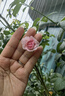 花友藤本月季花苗月季花树苗盆栽特大花苗庭院爬藤植物阳台蔷薇爬墙 我的心【爬藤】大苗 1-1.3米高度多分叉 实拍图