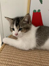 网易严选 宠爱相伴全价猫粮宠物主粮幼猫成猫全价粮猫咪食品 7.2kg 实拍图