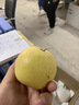 京鲜生 长城河北雪花梨 冰糖雪梨 净重5斤单果300g+  生鲜水果礼盒 实拍图