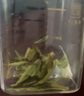 狮峰牌2025年新茶上市 绿茶龙井茶叶春茶明前特级50g江南罐装自己喝 实拍图