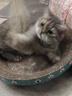 皇家成猫 室内长毛猫 ILH35 通用粮 1-7岁 4.5KG 实拍图