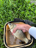 光威（GW） 光威赤刃鲫超轻超细鲫鱼竿碳素钓鱼竿1500g钓重野钓休闲手杆37调 4.5m 赤刃鲫二代 实拍图
