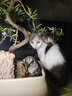 麦富迪 猫条冻干猫零食 湿粮猫罐头成幼猫猫条混合味840g（14g*60支） 实拍图