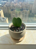 行湘一片心仙人掌多肉植物钱串子多肉盆栽  一片心+素陶盆 源头直发 实拍图