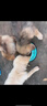赛狮土狗狗粮通用型幼犬成犬10斤装中华田园犬家狗中大型犬粮40斤 【土狗专用】10斤装/高钙壮骨 实拍图