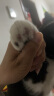 好主人（CARE）金装好主人猫粮2.0 无谷猫粮 全价成猫通用 80%含肉量10kg/20斤 实拍图