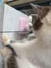 【京东快递】CFA赛级木柄弹簧流苏逗猫棒自嗨解闷玩具可替换羽毛 2个 实拍图