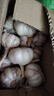 京喜自营大蒜头紫白皮大蒜京东买菜生鲜调料即食凉拌大蒜 【精选】 2斤 单果3.5-5cm 实拍图
