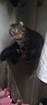 奥丁（ODIN）猫粮 鲜肉美毛 幼猫成猫美短英短蓝猫暹罗猫 鱼肉味天然猫粮2kg 实拍图