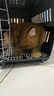 腆宠宠物航空箱小号 猫咪航空箱猫狗 猫包猫笼外出车载猫箱狗狗托运 实拍图