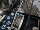 京喜自营-专用品牌猫笼子超大室内猫别墅多层猫舍送货上门 【爆款】方管款-黑色双层78*55*85 套餐二：七件套 实拍图