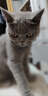 憨憨乐园猫指甲剪双孔剪刀宠物猫咪狗狗剪指甲钳子神器指甲刀兔子新手用品 实拍图