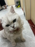 皇家成猫猫粮 口感型 ES35通用粮12月以上10KG 实拍图