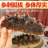 皇家麒麟 即食海参 即食大连刺参单个装辽刺参海参干货水产礼盒净含量500g 7A鲜食海参 8-12只/斤 三斤装【家庭装】 实拍图