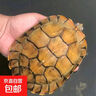 宠物乌龟活物 宠物活体乌龟 半水龟小乌龟苗 观赏龟活体 4-5厘米宠物龟 1只单身龟 实拍图