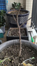 滨淇果树苗无花果苗当年结果波姬红南北方种植苗 2厘米粗1棵源头直发 实拍图