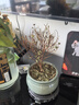 小叶赤楠盆景植物办公花卉基地直销批发绿植盆栽室内摆件花卉绿植 赤楠+绿色裂纹盆+苔藓+圆底座 实拍图