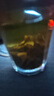 大益TAETEA茶叶普洱茶生茶7542饼茶盒装150g/盒 经典标杆口粮茶自饮 实拍图