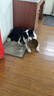 麦富迪 狗粮 藻趣儿通用全价犬粮小中大型犬泰迪柯基金毛拉布拉多 成犬粮2.5kg 实拍图